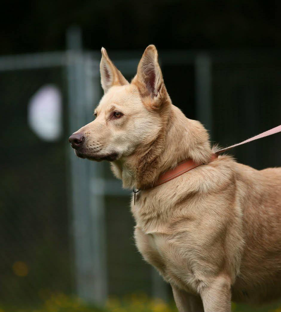 Enlarge Bella, a Adoptable mixed breed in Crescent city, CA image 5/6