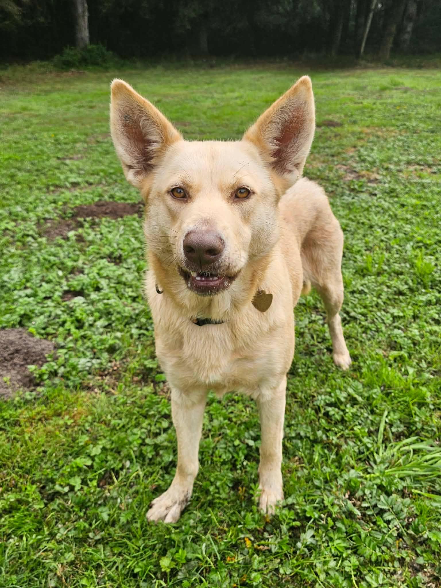 Enlarge Bella, a Adoptable mixed breed in Crescent city, CA image 1/6