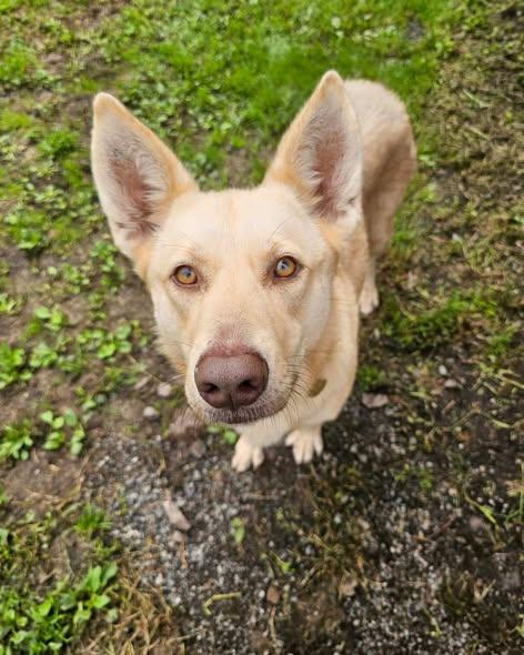 Enlarge Bella, a Adoptable mixed breed in Crescent city, CA image 6/6