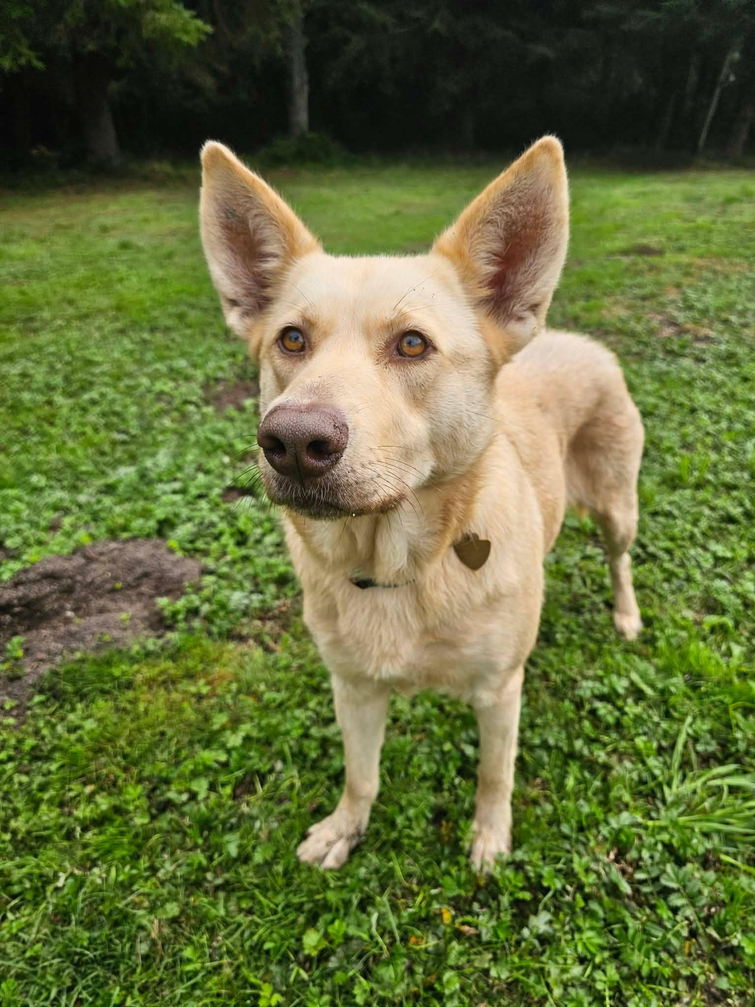 Enlarge Bella, a Adoptable mixed breed in Crescent city, CA image 2/6
