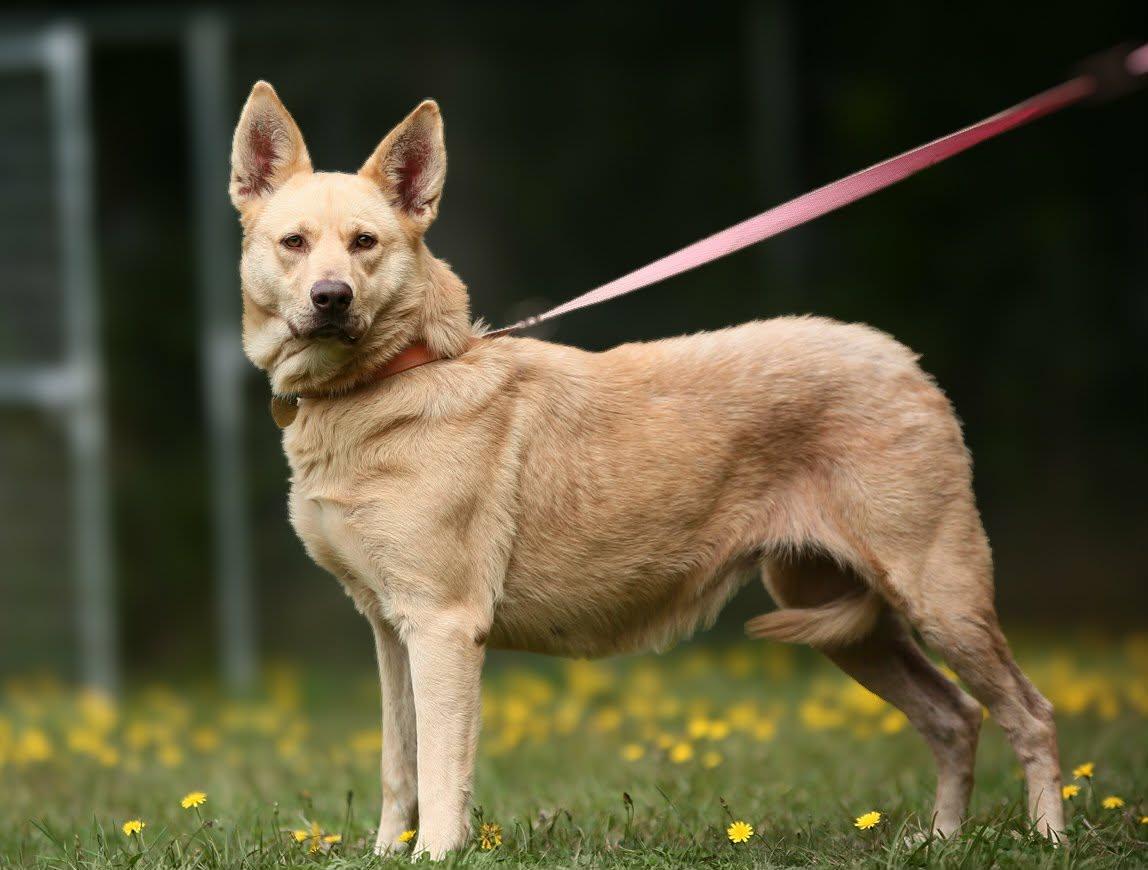 Enlarge Bella, a Adoptable mixed breed in Crescent city, CA image 3/6
