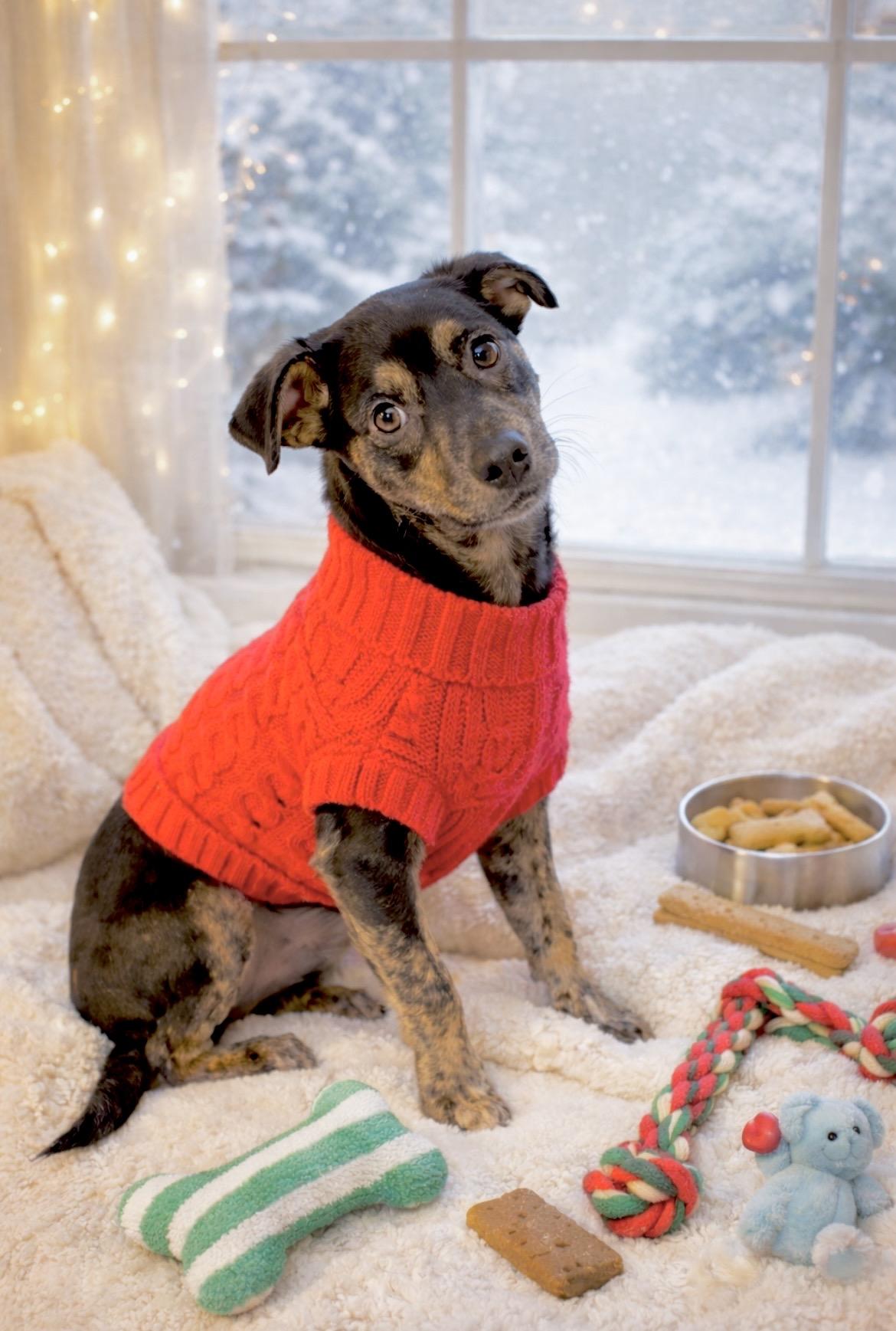 Enlarge Maria, a Adoptable mixed breed in Chestertown, MD image 3/6