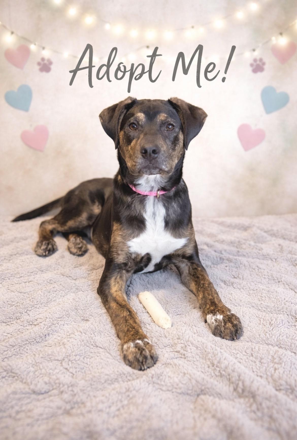 Enlarge Maria, a Adoptable mixed breed in Chestertown, MD image 2/6