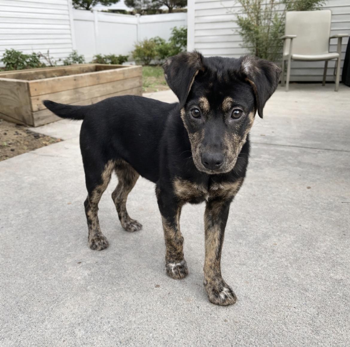 Enlarge Maria, a Adoptable mixed breed in Chestertown, MD image 4/6