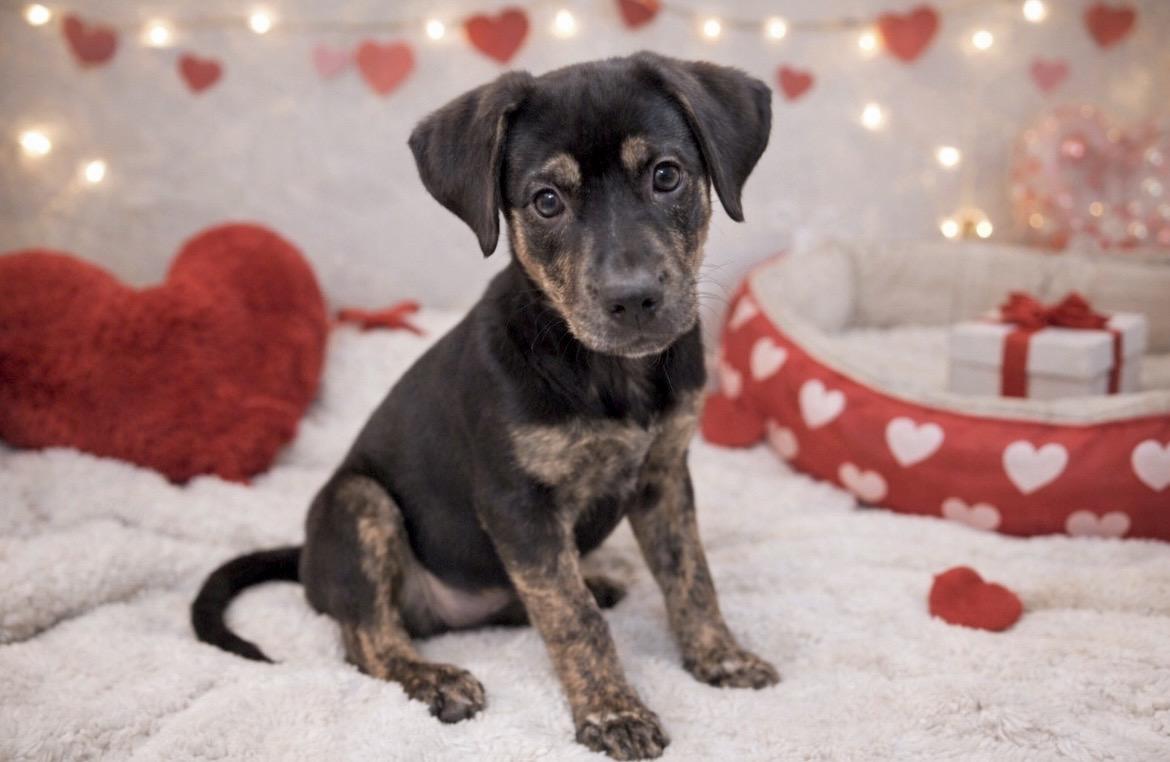 Maria, Adoptable, Puppy Female Hound.