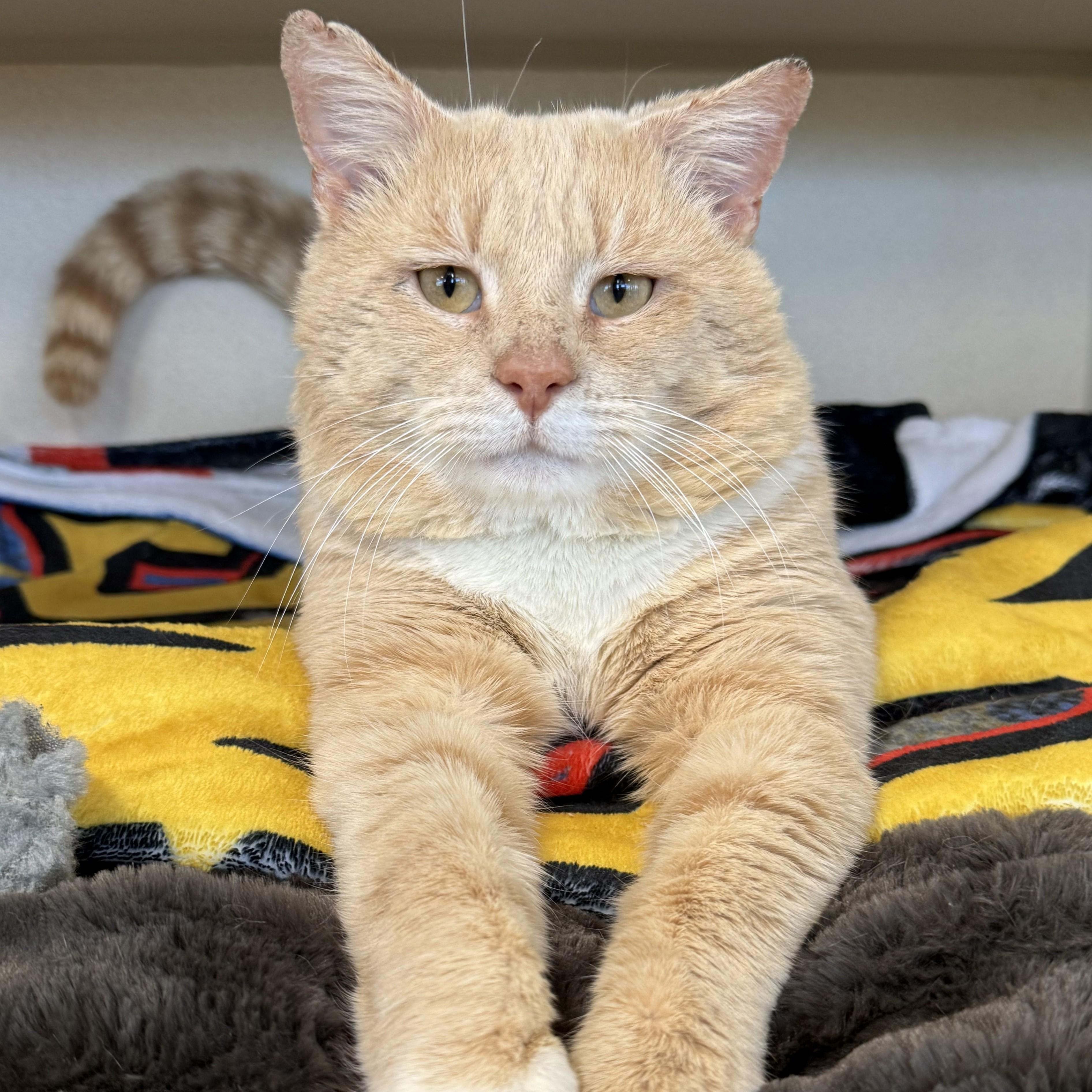 Enlarge Gabriel Gordon, an adoptable Domestic Short Hair in Eatontown, NJ image 1/6