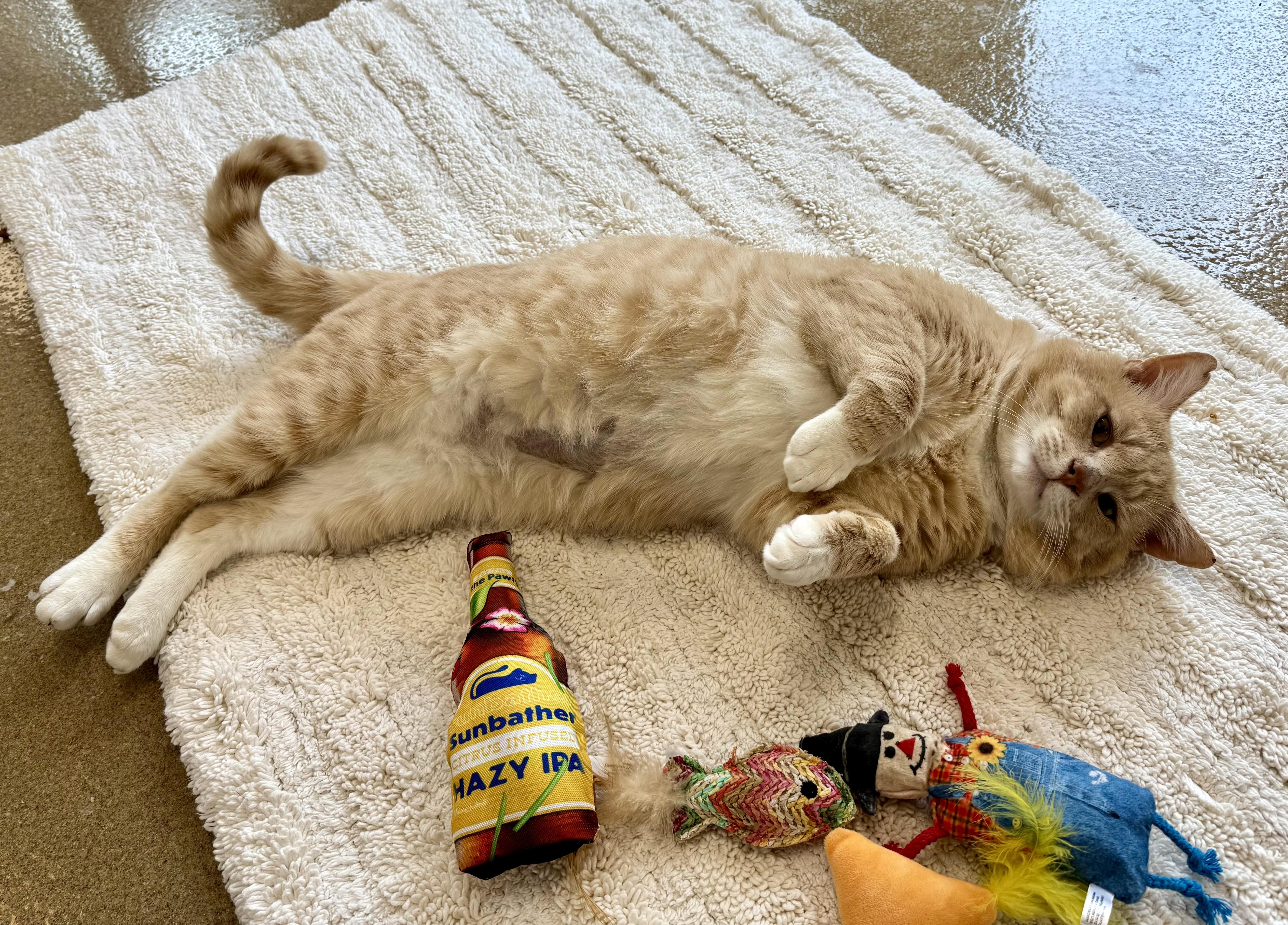 Enlarge Gabriel Gordon, an adoptable Domestic Short Hair in Eatontown, NJ image 3/6