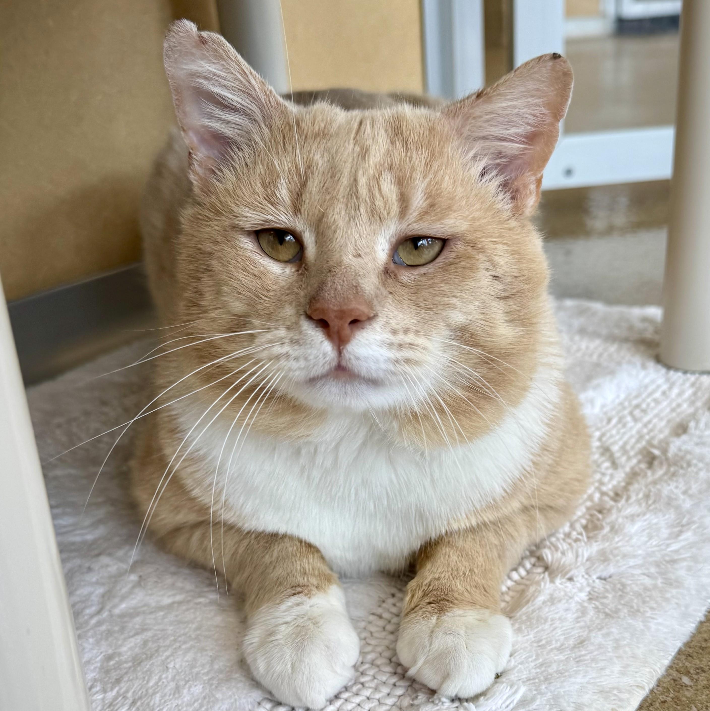 Enlarge Gabriel Gordon, an adoptable Domestic Short Hair in Eatontown, NJ image 6/6