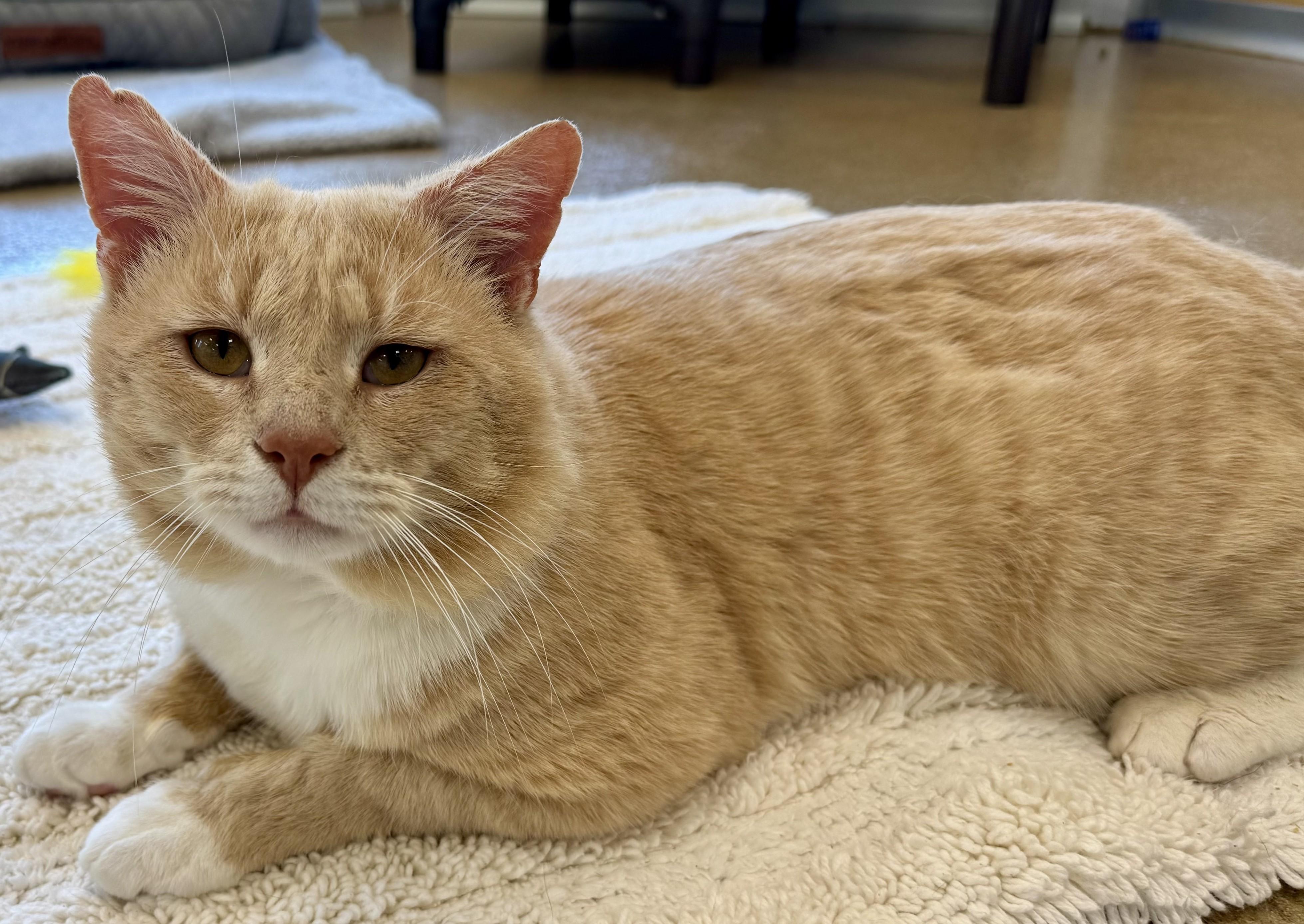 Enlarge Gabriel Gordon, an adoptable Domestic Short Hair in Eatontown, NJ image 4/6