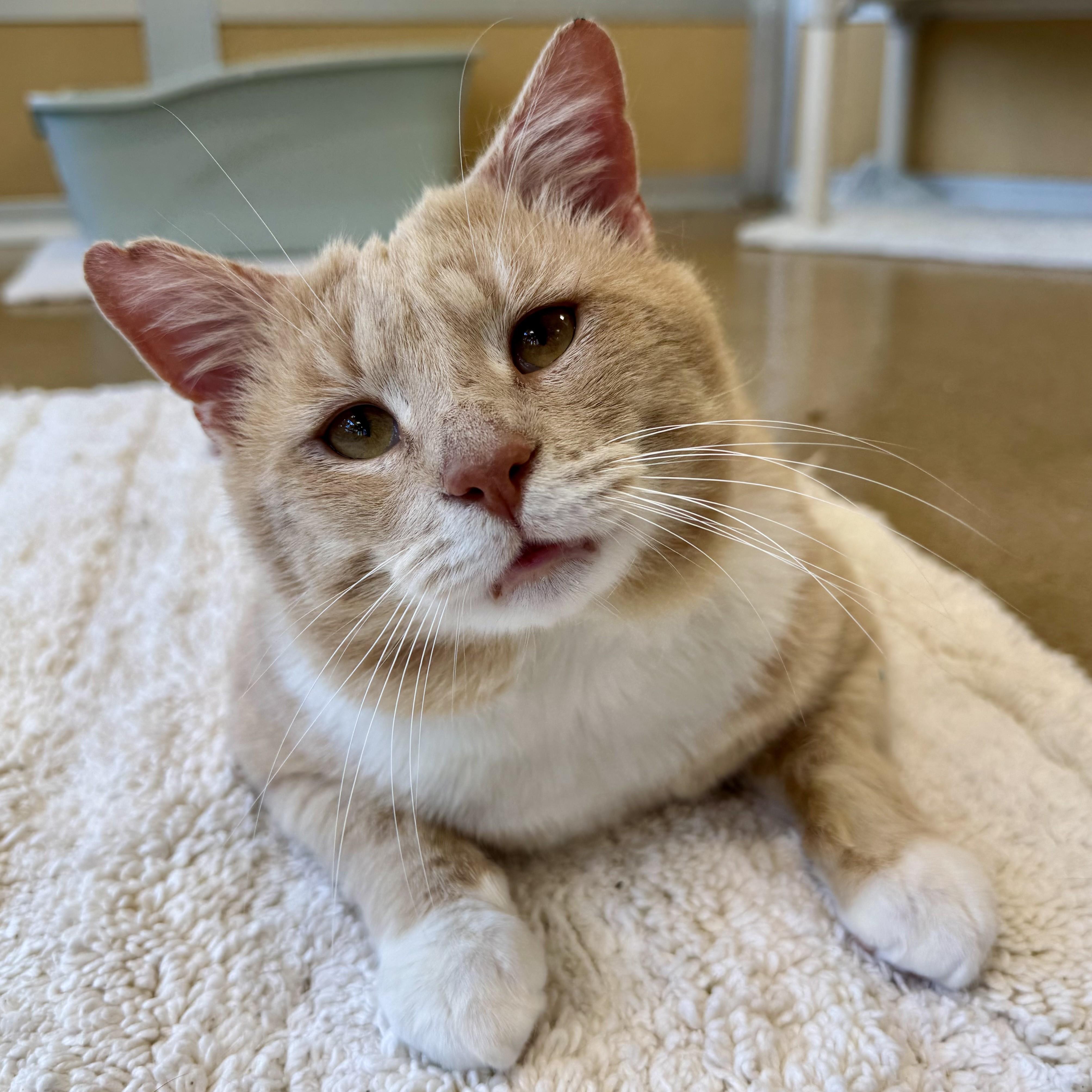 Enlarge Gabriel Gordon, an adoptable Domestic Short Hair in Eatontown, NJ image 2/6