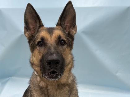 Kobe, Adoptable, Adult Male German Shepherd Dog & Mixed Breed.
