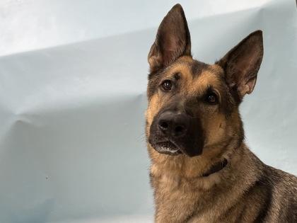 Enlarge Kobe, a Adoptable mixed breed in Coon Rapids, MN image 2/2