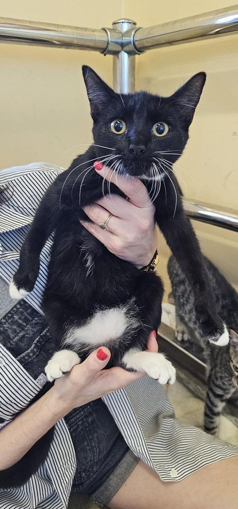 Stitches, Adoptable, Young Female Domestic Short Hair.