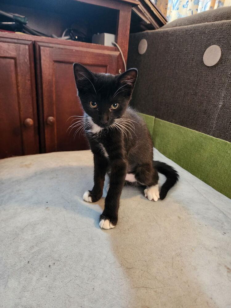 Enlarge Stitches, a Adoptable mixed breed in Powder Springs, GA image 2/4