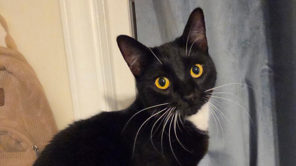 Stitches, a Adoptable mixed breed in Powder Springs, GA image 3/6