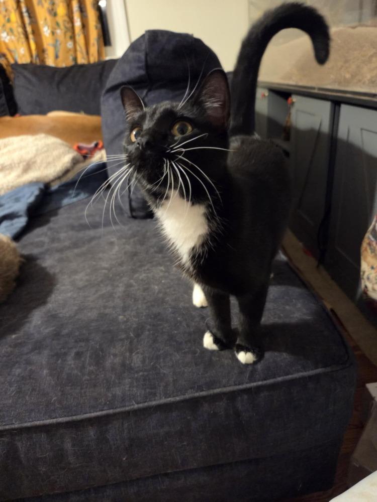 Stitches, a Adoptable mixed breed in Powder Springs, GA image 3/6