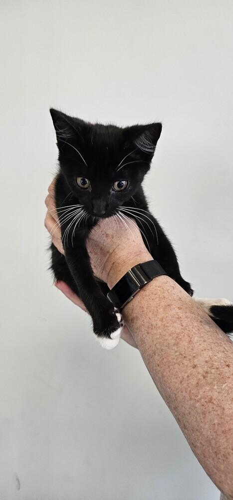 Enlarge Stitches, a Adoptable mixed breed in Powder Springs, GA image 3/4