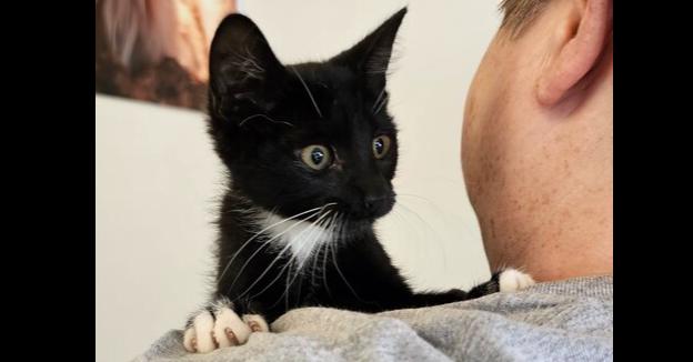 Enlarge Stitches, a Adoptable mixed breed in Powder Springs, GA image 4/4