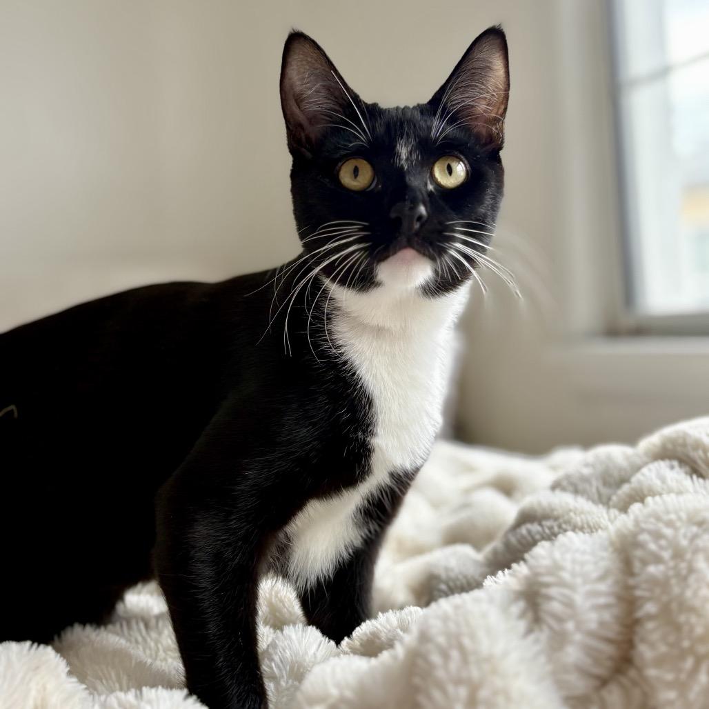 Enlarge Maxwel, a Adoptable Domestic Short Hair in Tustin, CA image 3/3