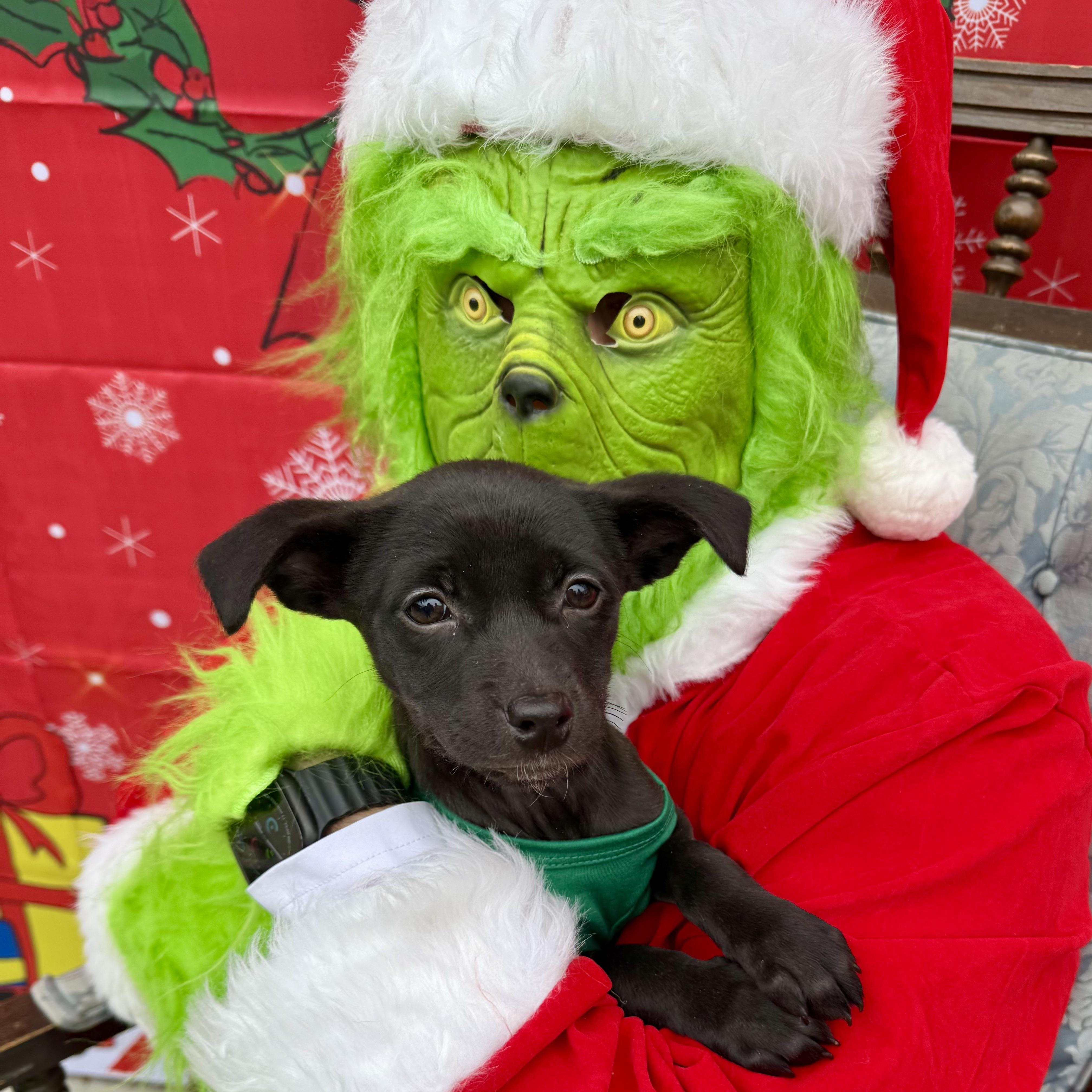 Enlarge Holly, an adopted mixed breed in Charlotte, NC image 1/3