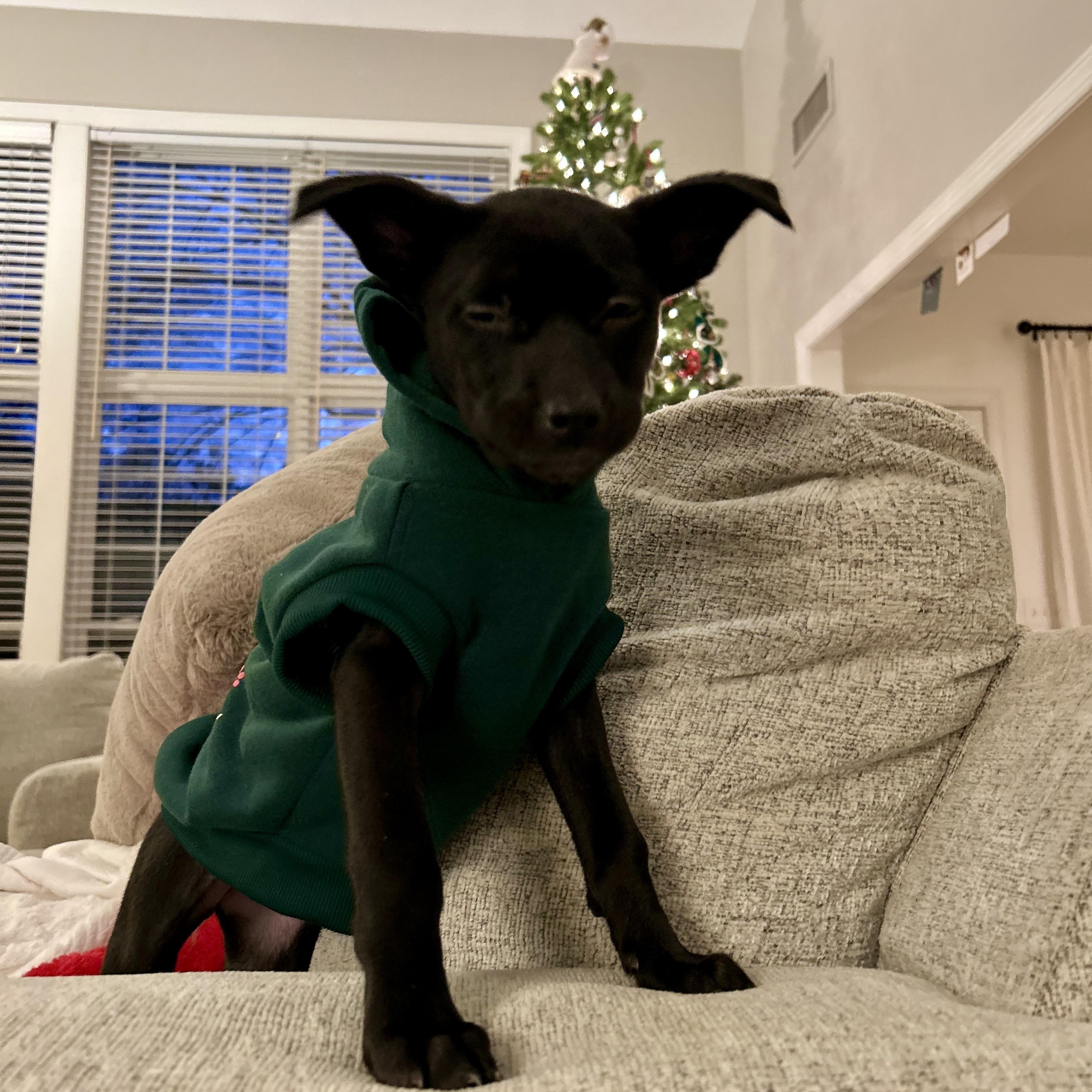 Enlarge Holly, an adopted mixed breed in Charlotte, NC image 2/3