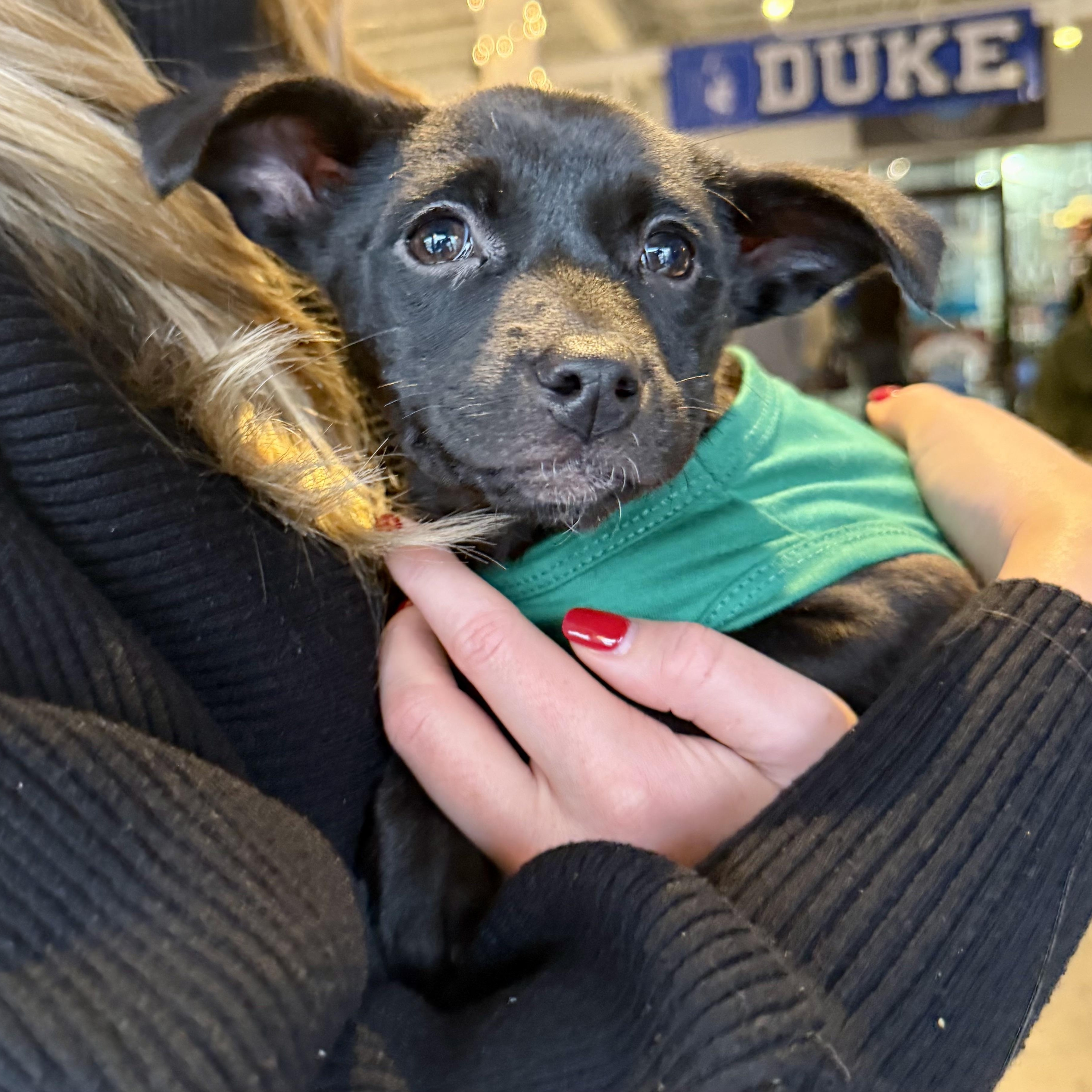 Enlarge Holly, an adopted mixed breed in Charlotte, NC image 3/3