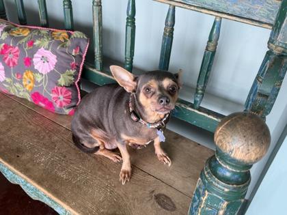 Enlarge Esperanza, a Adoptable mixed breed in San Antonio, TX image 1/3