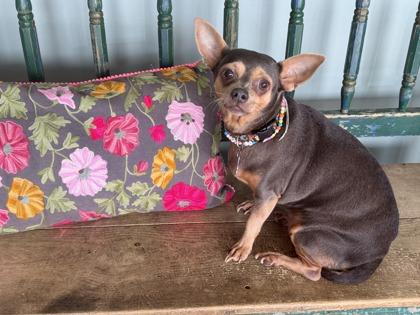 Enlarge Esperanza, a Adoptable mixed breed in San Antonio, TX image 2/3