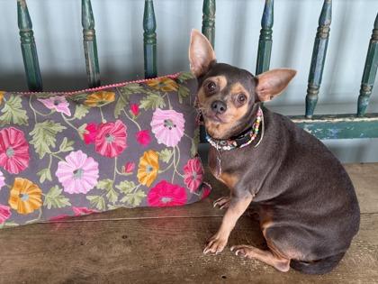 Esperanza, Adoptable, Adult Female Chihuahua & Mixed Breed.