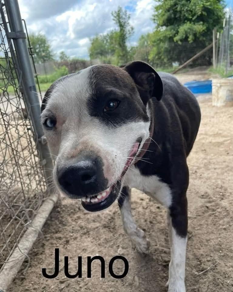 Juno, Adoptable, Adult Female American Bulldog.