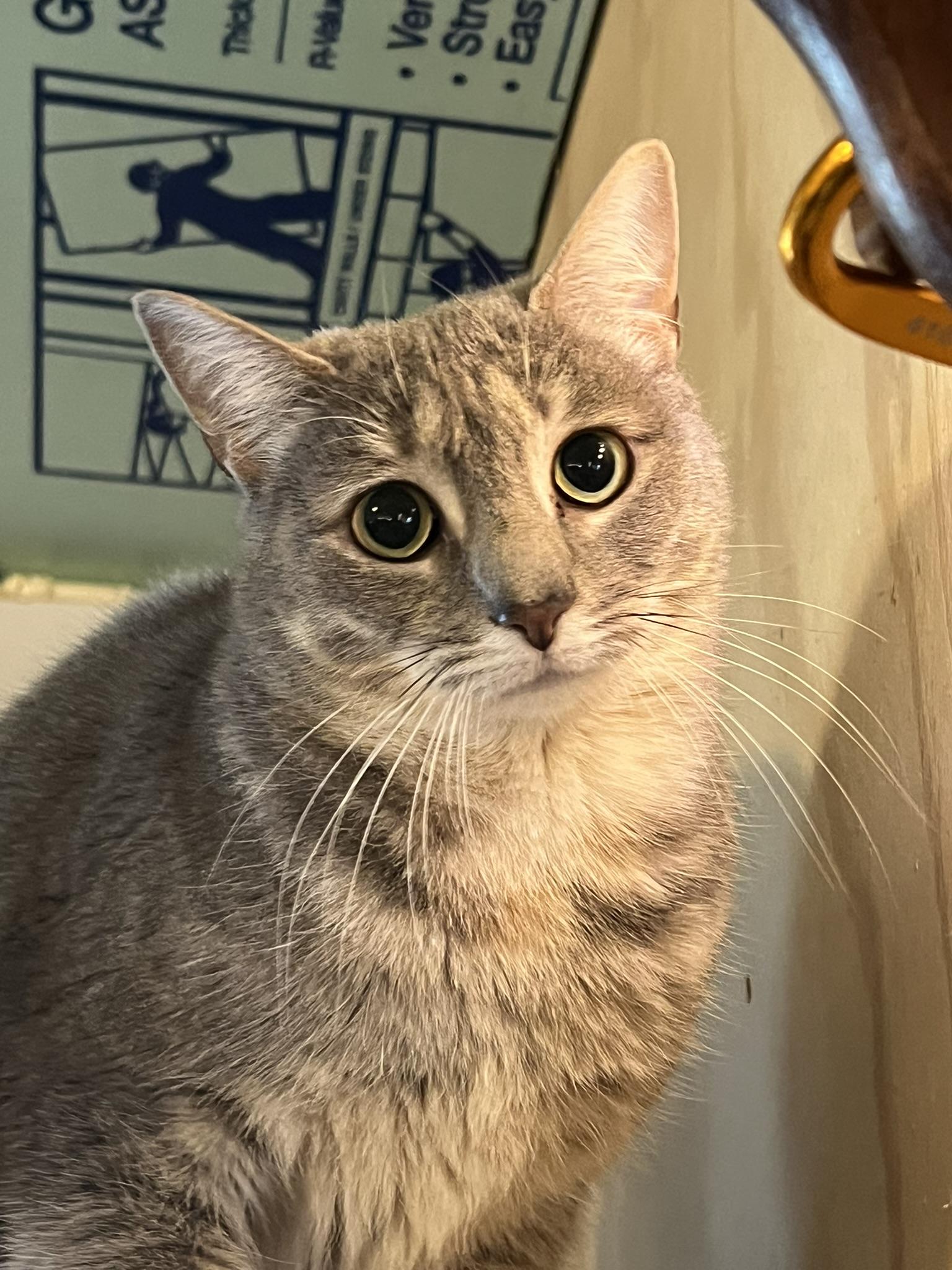 Sasha, Adoptable, Young Male Tabby.