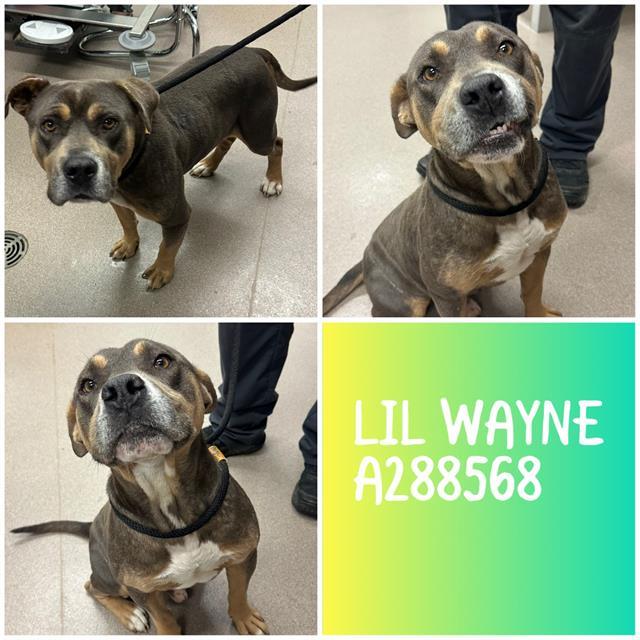 LIL WAYNE, Adoptable, Young Male Mixed Breed.