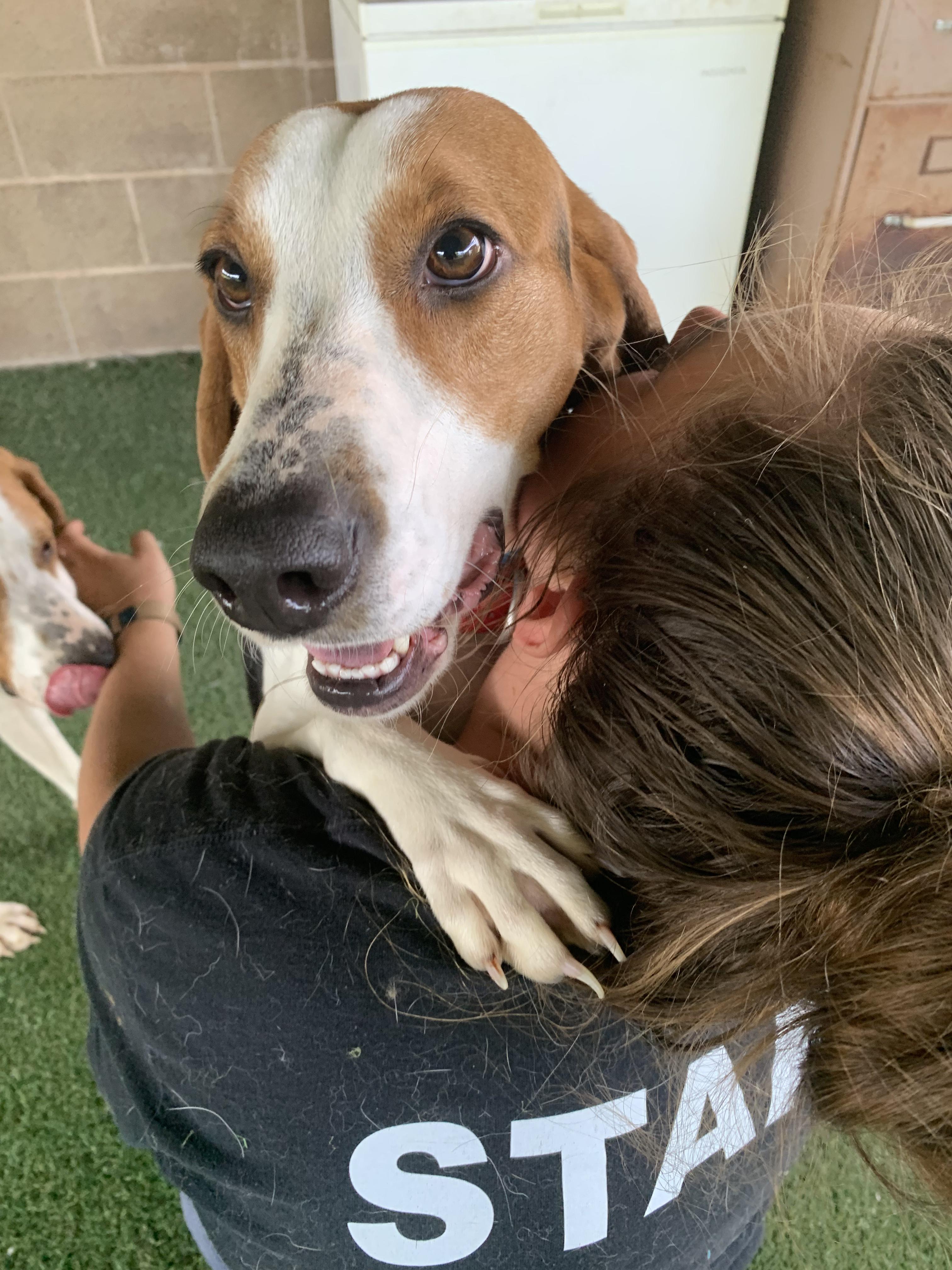 Enlarge Sinead, a ADOPTABLE mixed breed in Grass Valley, CA image 3/6