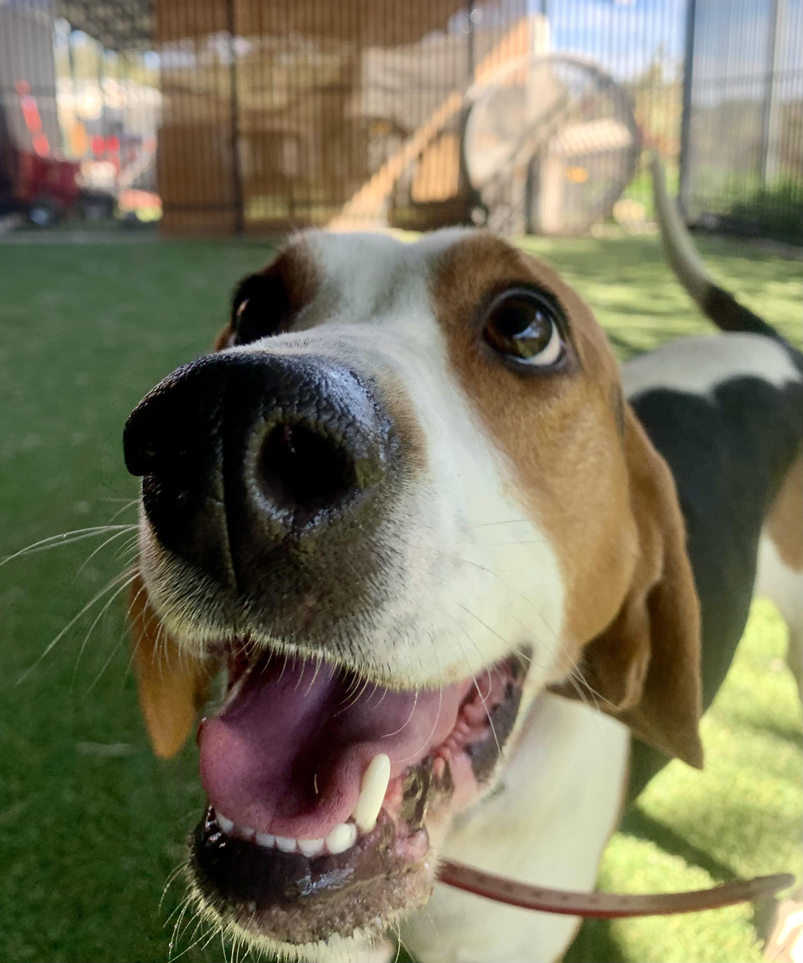 Enlarge Sinead, a ADOPTABLE mixed breed in Grass Valley, CA image 6/6
