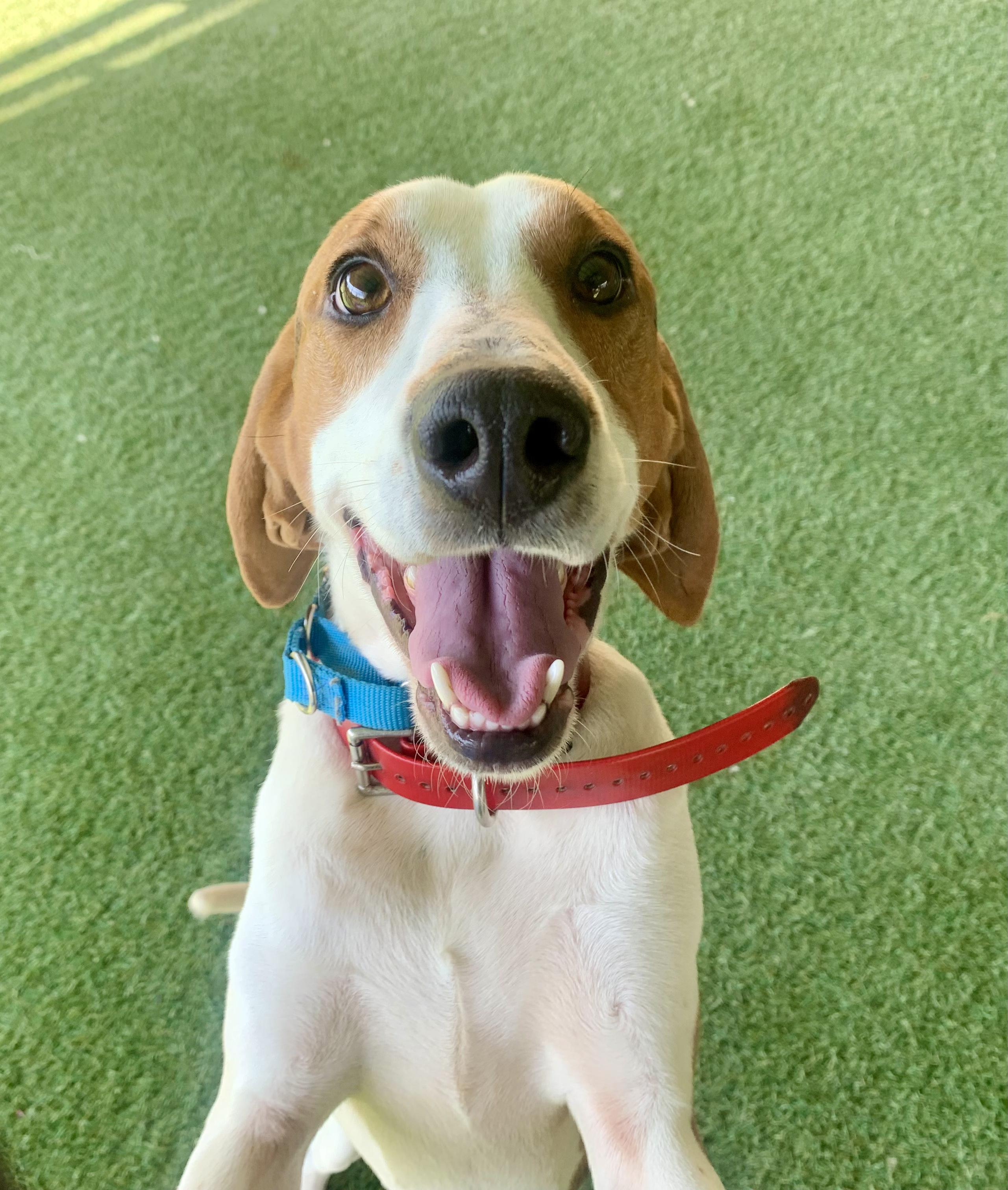 Sinead, ADOPTABLE, Adult Female Coonhound & Treeing Walker Coonhound.