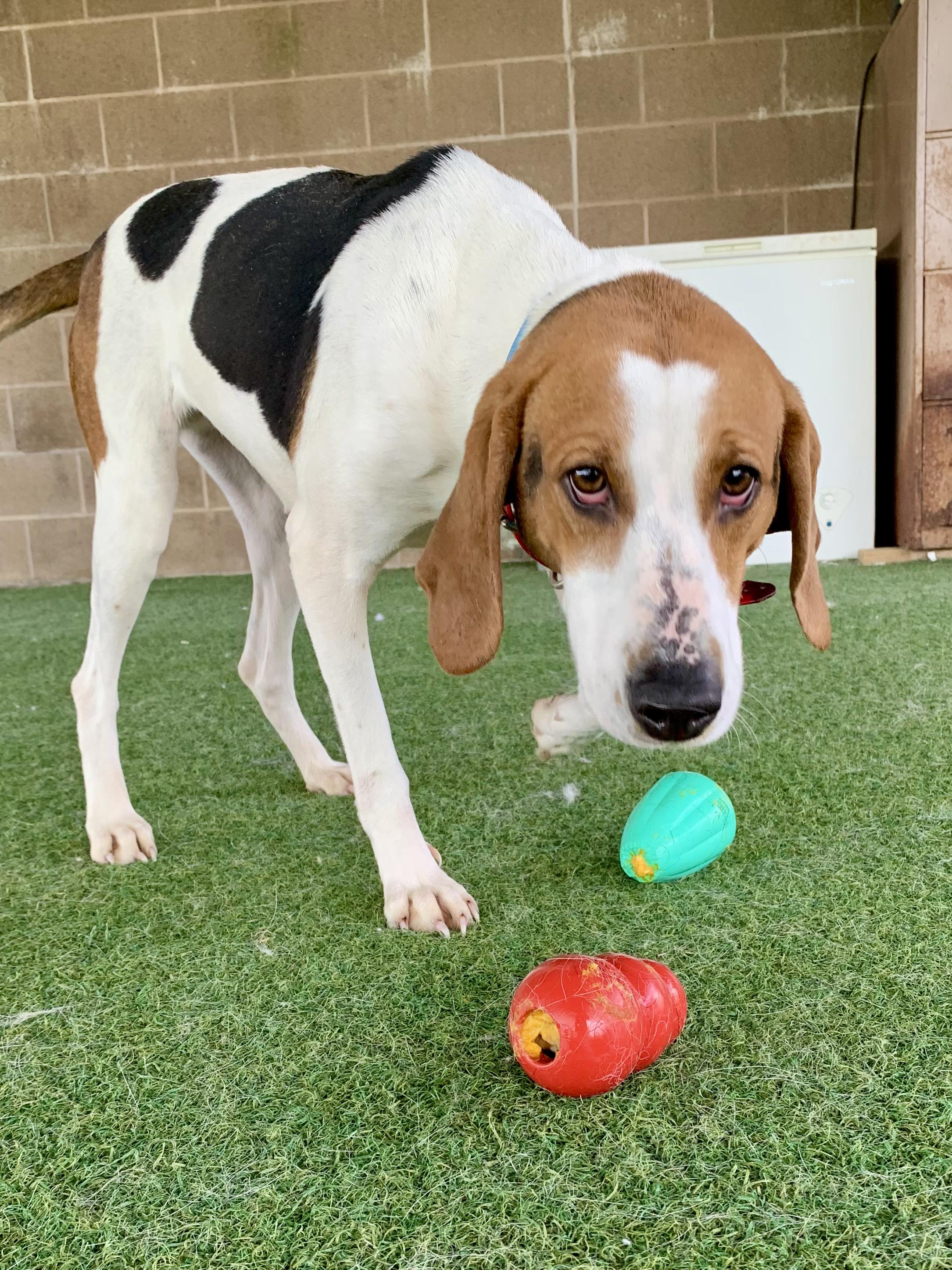 Enlarge Sinead, a ADOPTABLE mixed breed in Grass Valley, CA image 5/6