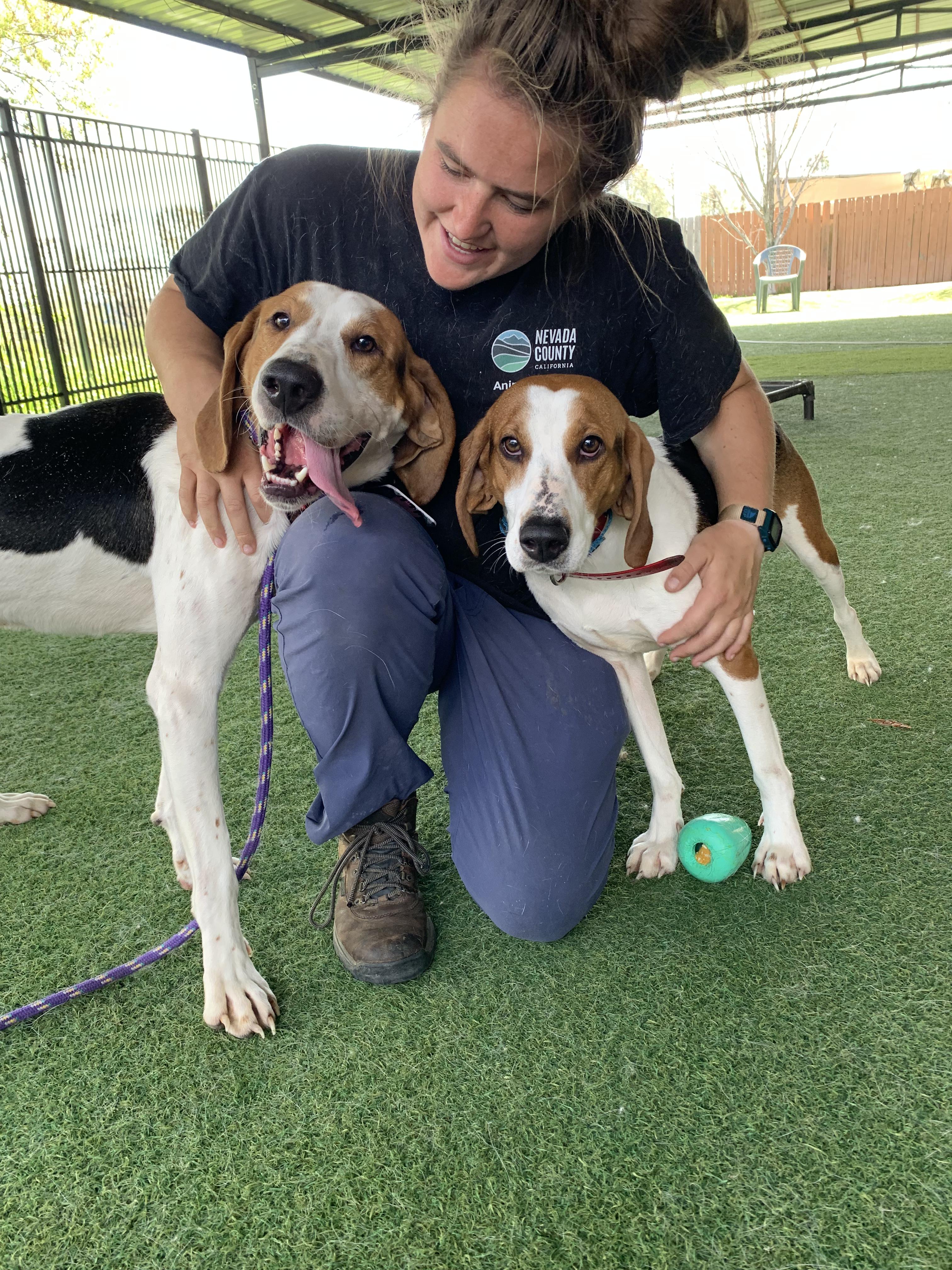 Enlarge Sinead, a ADOPTABLE mixed breed in Grass Valley, CA image 2/6