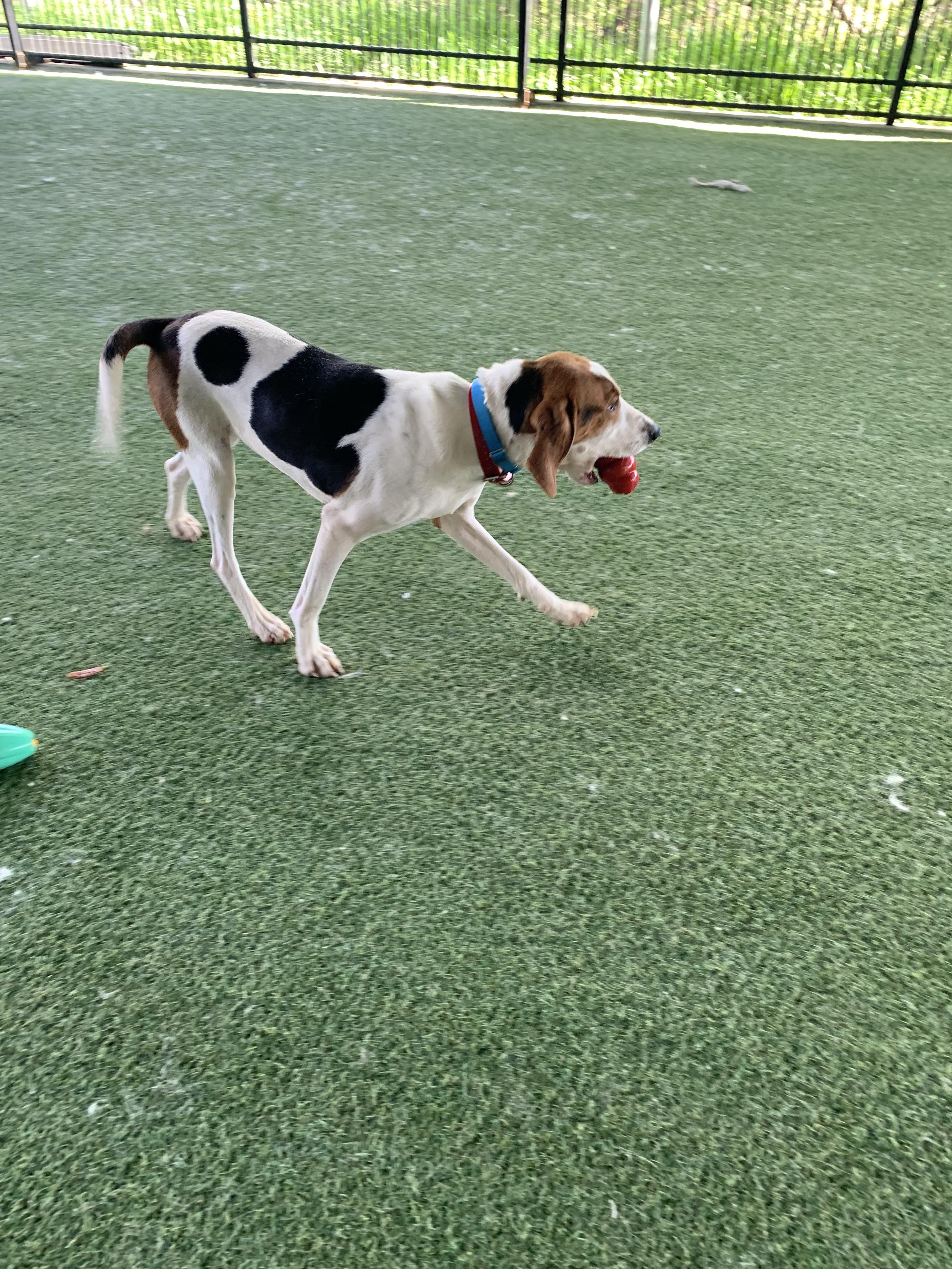 Enlarge Sinead, a ADOPTABLE mixed breed in Grass Valley, CA image 4/6