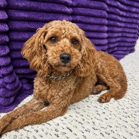 Bellagio, Adoptable, Young Female Goldendoodle.