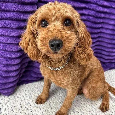 Enlarge Bellagio, a Adoptable Goldendoodle in Hartland, WI image 1/6