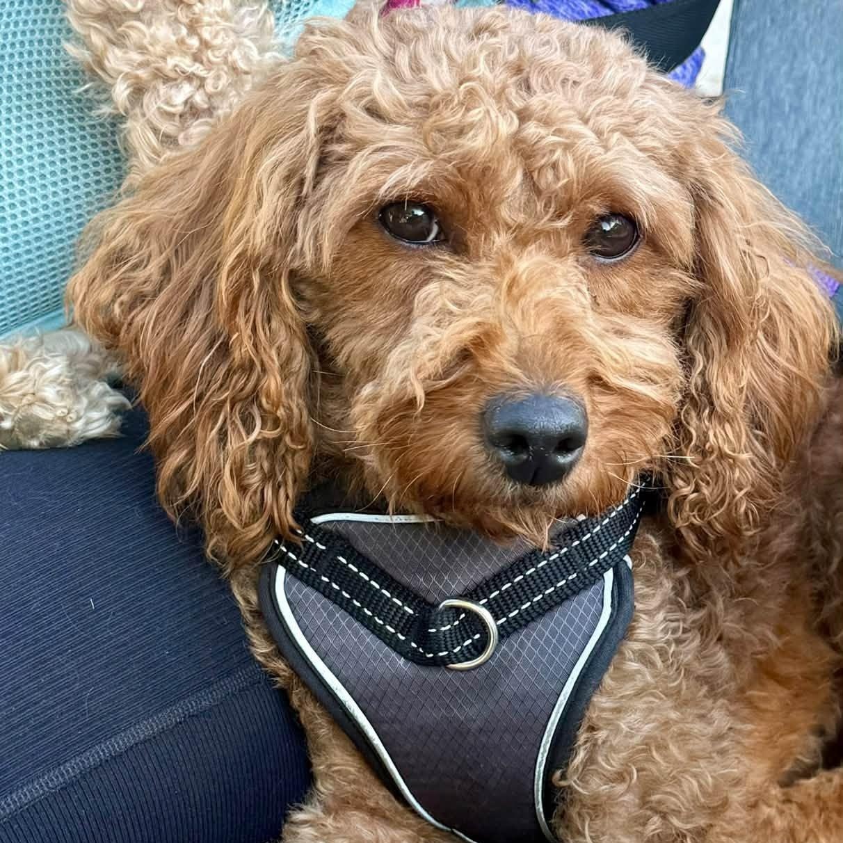 Enlarge Bellagio, a Adoptable Goldendoodle in Hartland, WI image 5/6