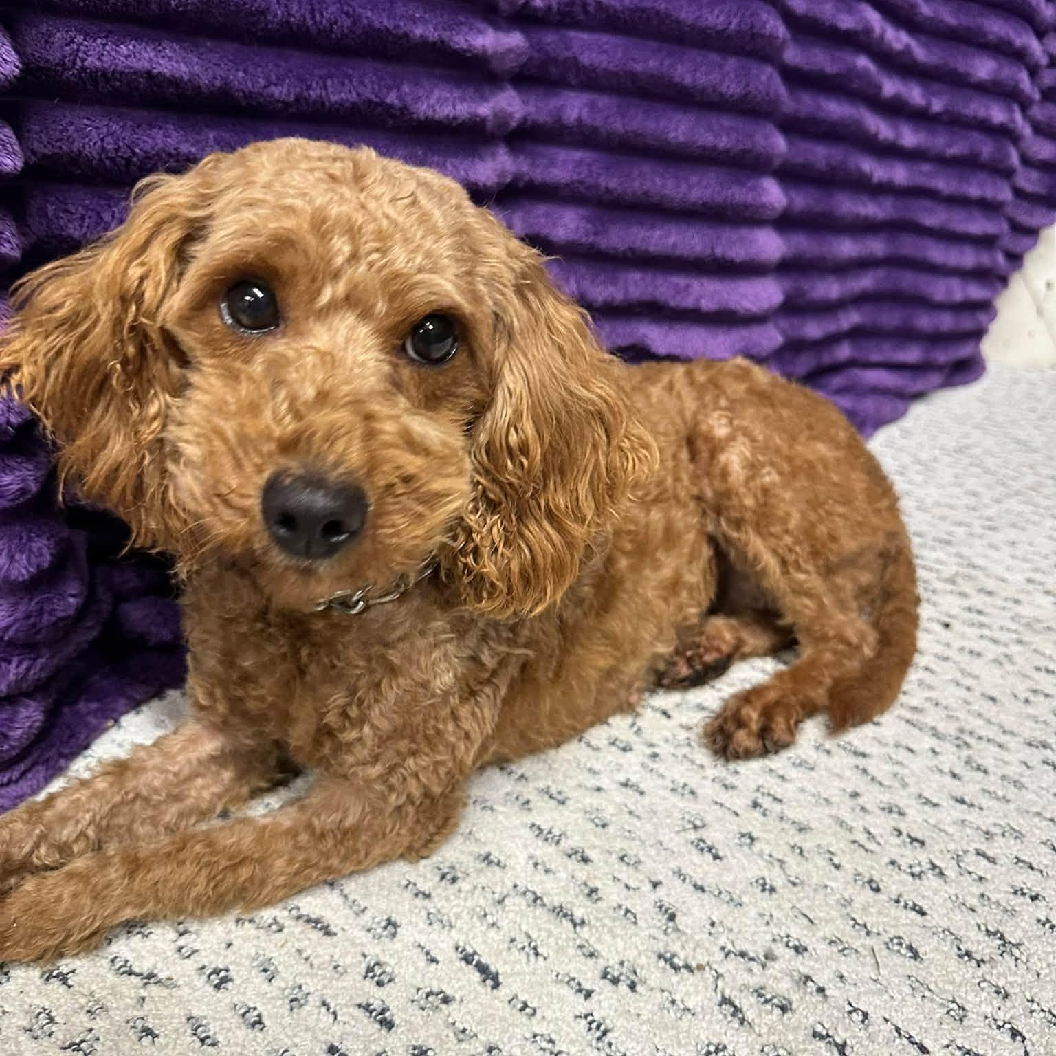 Enlarge Bellagio, a Adoptable Goldendoodle in Hartland, WI image 4/6
