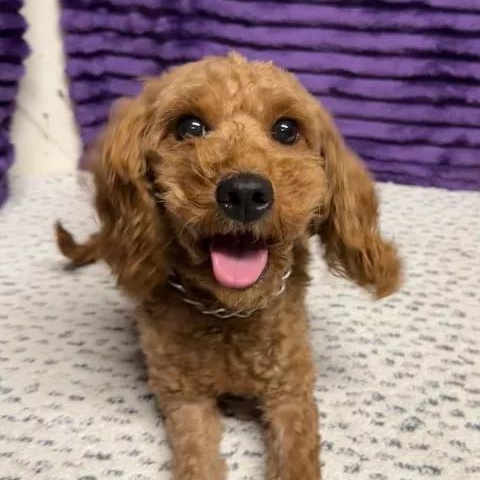 Enlarge Bellagio, a Adoptable Goldendoodle in Hartland, WI image 3/6