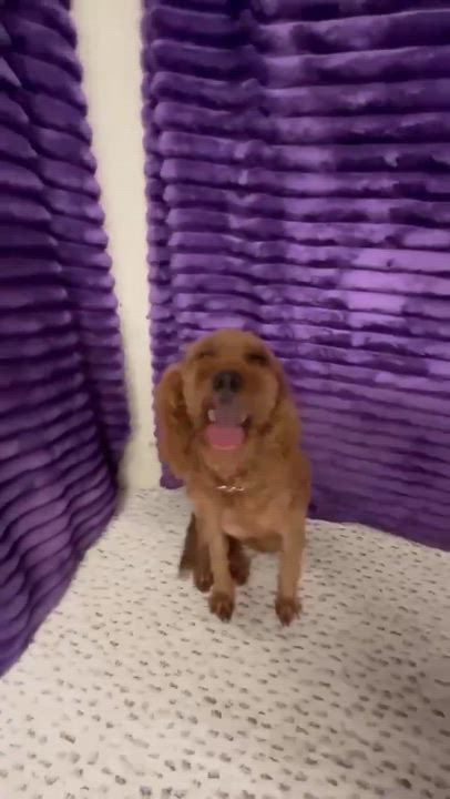 Enlarge Bellagio, a Adoptable Goldendoodle in Hartland, WI video 6/6