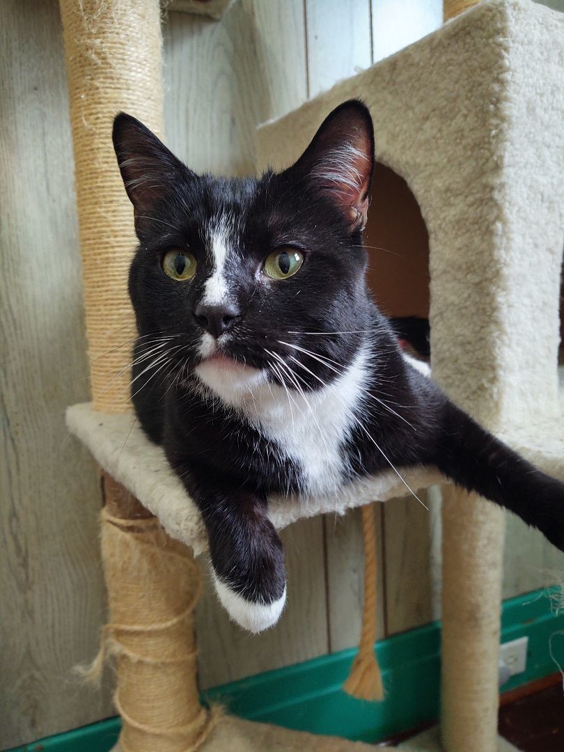 Enlarge Parmesan , a Adoptable Tuxedo in Buffalo, NY image 1/8