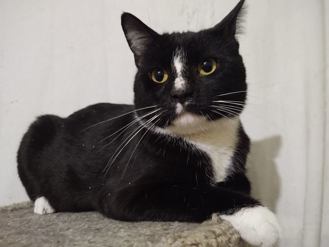 Enlarge Parmesan , a Adoptable Tuxedo in Buffalo, NY image 2/8