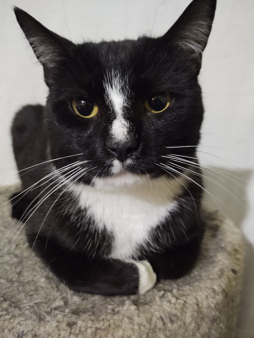 Enlarge Parmesan , a Adoptable Tuxedo in Buffalo, NY image 3/8