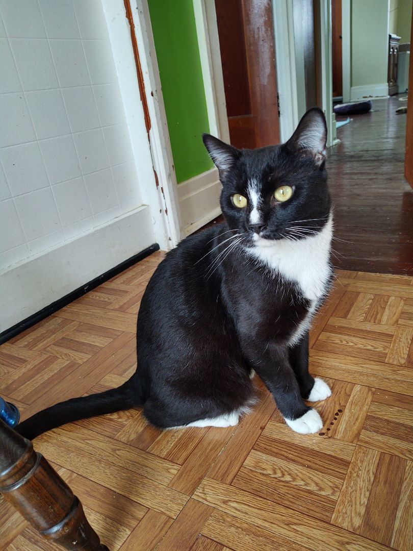 Enlarge Parmesan , a Adoptable Tuxedo in Buffalo, NY image 4/8