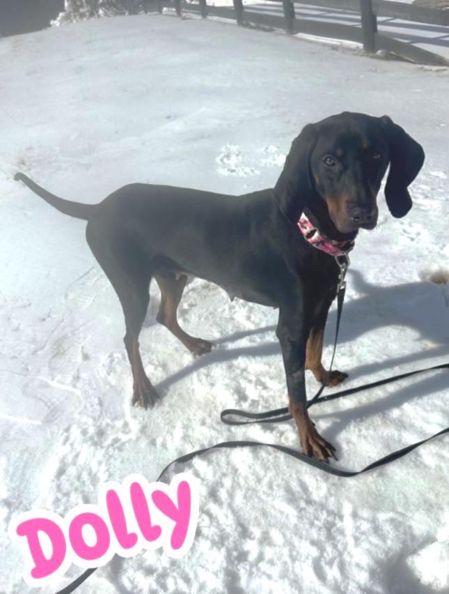 Dolly, an adopted Black and Tan Coonhound in Lexington, MA image 3/6