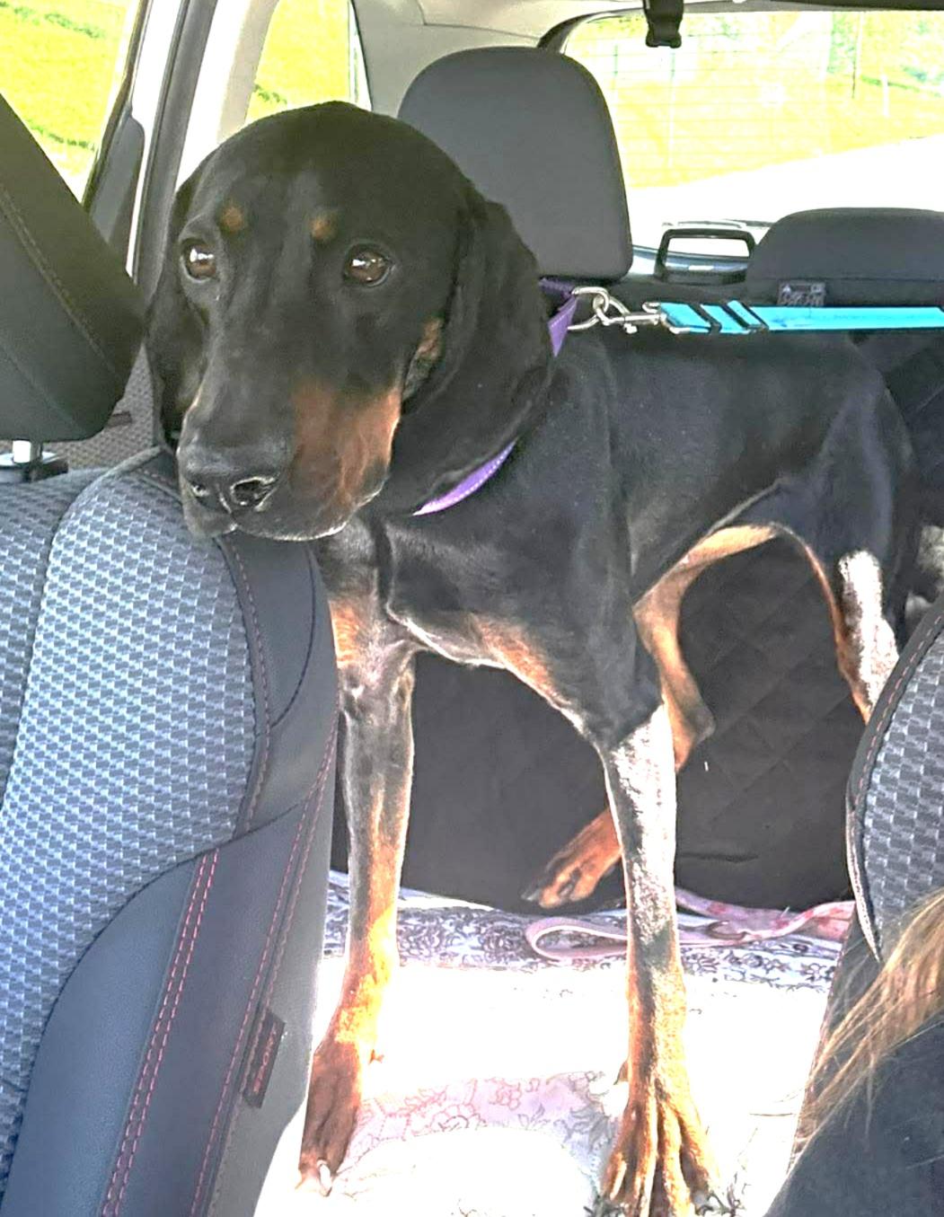 Dolly, an adopted Black and Tan Coonhound in Lexington, MA image 6/6